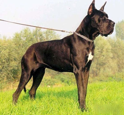 中型的扭玻利顿犬