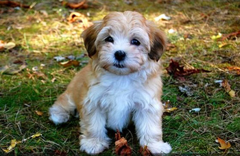 一般吵闹的没有体味的一般粘人的小型的长毛的哈瓦那犬
