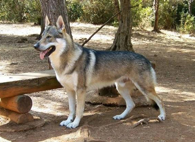 相当掉毛的正常体味的正常掉口水的正常训练的长毛的捷克狼犬