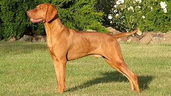 一般吵闹的正常相处的味道重的一般粘人的大型的维希拉猎犬