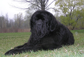 正常相处的正常掉毛的正常体味的非常粘人的大型的纽芬兰犬