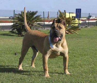 不吵闹的没有体味的正常掉口水的正常训练的大型的加纳利犬