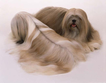 非常闹腾的不好相处的不掉毛的正常体味的口水多的一般粘人的拉萨犬