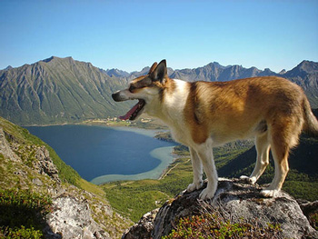 不吵闹的不好相处的不掉毛的没有体味的挪威伦德猎犬