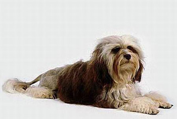 正常相处的没有体味的很少掉口水的小型的长毛的罗秦犬