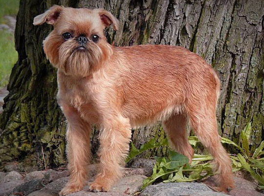 正常相处的相当掉毛的正常训练的非常粘人的小型的布鲁塞尔格里芬犬