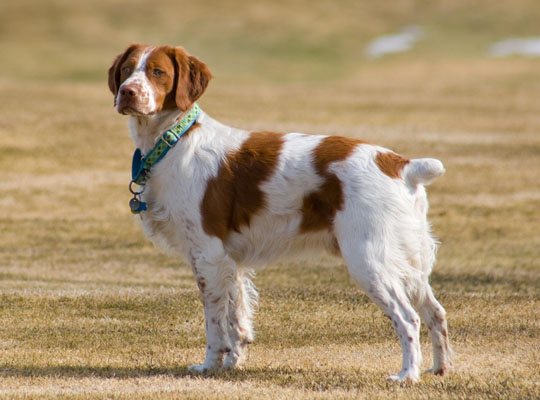 一般吵闹的正常相处的正常体味的一般粘人的中型的短毛的布列塔尼犬