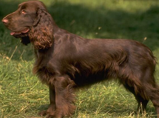 一般吵闹的正常相处的正常体味的一般粘人的中型的短毛的美国水猎犬