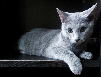 不吵闹的不掉毛的中型的短毛的俄罗斯蓝猫