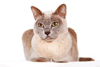 不掉毛的正常训练的非常粘人的中型的缅甸猫